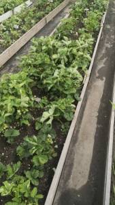 IMG-20240618-WA0253.jpeg