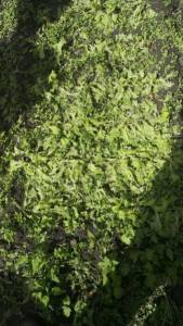 IMG-20240618-WA0336.jpeg