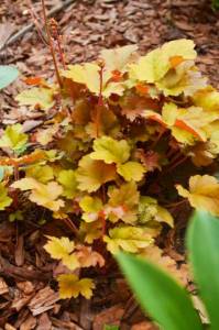 IMG-20240619-WA0017.thumb.jpg.8db47f172f2cddb2ed506c84aa1723e6.jpg