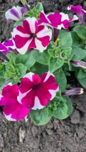 IMG-20240625-WA0001.jpg
