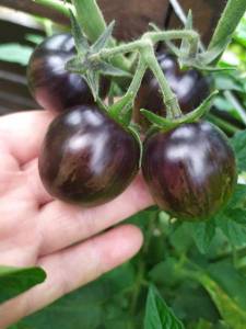 IMG-20240627-WA0004.thumb.jpg.afeb47153aef74e9b05c8c09bc4dfff7.jpg