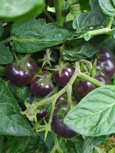IMG-20240627-WA0014.thumb.jpg.a245b173cce00280b6c2915a0cfb9fa8.jpg