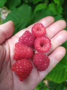 IMG-20240627-WA0016.thumb.jpg.c2634b39fb9cdd1116747a09fd48e0ee.jpg