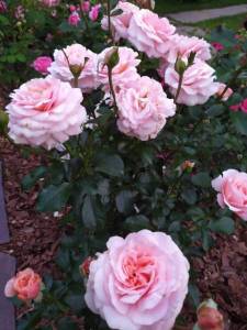 IMG-20240629-WA0002.thumb.jpg.704bd027bc512a1f01ae60876f82068a.jpg