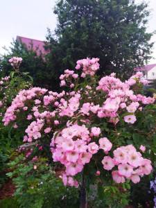 IMG-20240630-WA0004.thumb.jpg.15b8d512b175e83188dd6ec96f7043cc.jpg