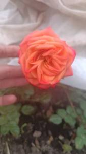 IMG-60e888e9597c7ce302c842e594ffec84-V.jpg