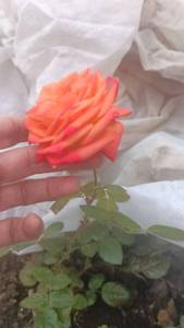 IMG-bce6f728986760a850575d48bc709652-V.jpg