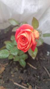 IMG-d35baa1fff8445adcbc502402f89cb27-V.jpg