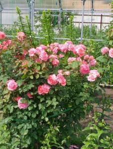 IMG20240610100806.jpg