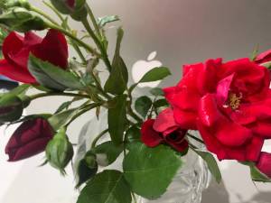 IMG_0368.thumb.JPG.13a9821246eabaede3ac54d72b7e6926.JPG