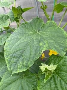 IMG_0676.jpeg