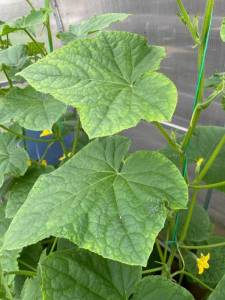 IMG_0677.jpeg