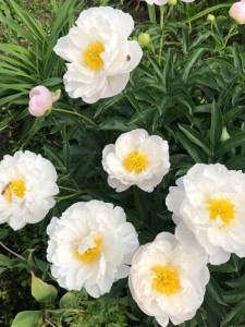 IMG_0786.jpeg