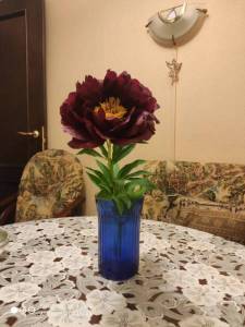 IMG_20210609_214820.thumb.jpg.4ada8cc84413fe6e0adc82638fff1efd.jpg