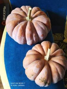 IMG_20231021_122744.thumb.jpg.a8a48b8984c0c5743ee6ab2319c45a6a.jpg