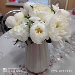 IMG_20240527_201528.jpg