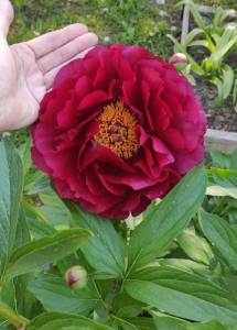 IMG_20240528_093222.thumb.jpg.541855ac8c15fd43681ae7be563cea00.jpg