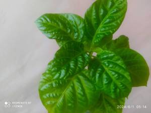 IMG_20240601_061758.thumb.jpg.82a57354f138701785927d3e96e28e52.jpg