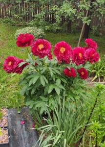 IMG_20240601_104118.thumb.jpg.2e1f6ace5bbee20a6ddc278b15e452fd.jpg