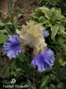 IMG_20240601_114109.jpg