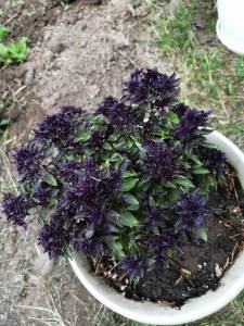 IMG_20240602_075810_compress82.jpg