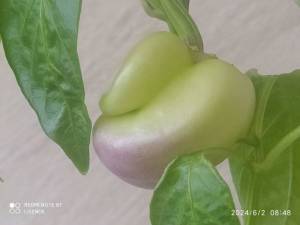 IMG_20240602_084852.thumb.jpg.5a6c56d6ecb1c9c4a6c92bd914ae582f.jpg