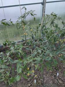 IMG_20240602_202930_copy_2250x3000.jpg