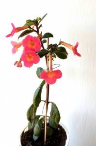 IMG_20240604_142012.jpg