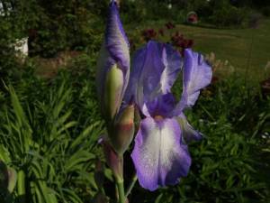IMG_20240606_094924.thumb.jpg.68b1602d772b3e0e6e433b5ecb53bd43.jpg