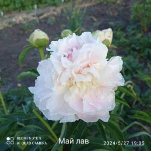 IMG_20240608_154518.jpg