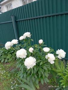 IMG_20240609_174841.jpg
