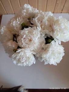 IMG_20240610_174014.jpg