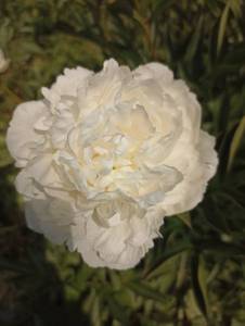 IMG_20240612_094754.jpg