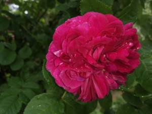 IMG_20240613_112813.thumb.jpg.8757520b3f8f6deddeacb06cd54fd6fc.jpg
