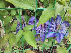 IMG_20240613_185934.thumb.jpg.9dbecec93015ea905e664ae6b1eeee80.jpg