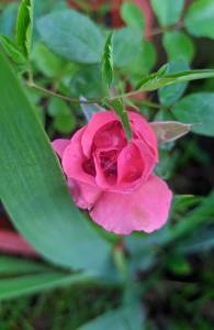 IMG_20240614_213047.jpg