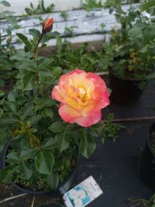 IMG_20240616_165507.jpg