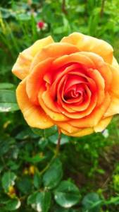 IMG_20240617_122034.jpg