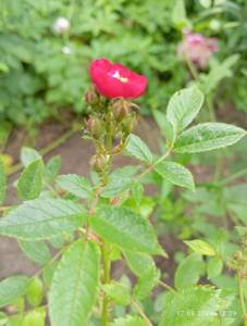 IMG_20240617_122927.jpg