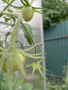 IMG_20240617_172900.jpg