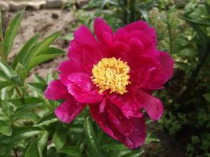 IMG_20240618_114443.thumb.jpg.4274c1c1e6098a34235c15e93c73c732.jpg