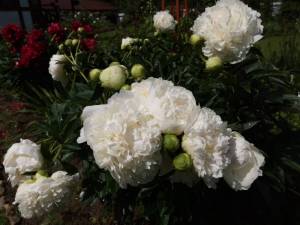 IMG_20240618_114554.thumb.jpg.4854da74e6c1b7eb31f799d7abcc2d37.jpg