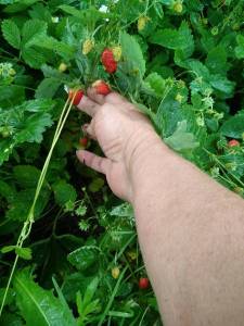IMG_20240618_171218.thumb.jpg.7a1e1b28b46e8093a87fc1471b746b9a.jpg