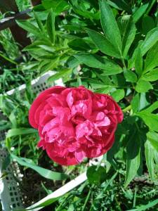 IMG_20240619_115713.jpg