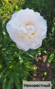 IMG_20240619_213205_680.jpg