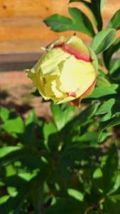 IMG_20240619_213242_421.jpg
