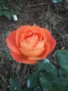 IMG_20240620_085732.thumb.jpg.36557e70da02ab88f2cbfb1b385ff4f0.jpg