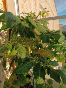 IMG_20240620_222758.jpg