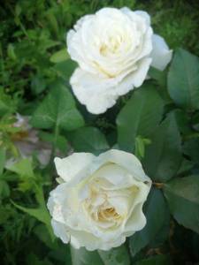 IMG_20240621_061218_compress9.jpg