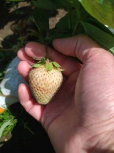 IMG_20240621_144315.thumb.jpg.a4794088b6e44747486acf0a92afb9a1.jpg